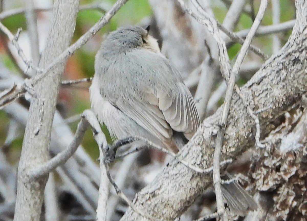 Bushtit - ML538800151