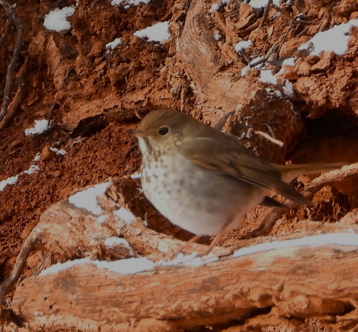 Hermit Thrush - ML538800221