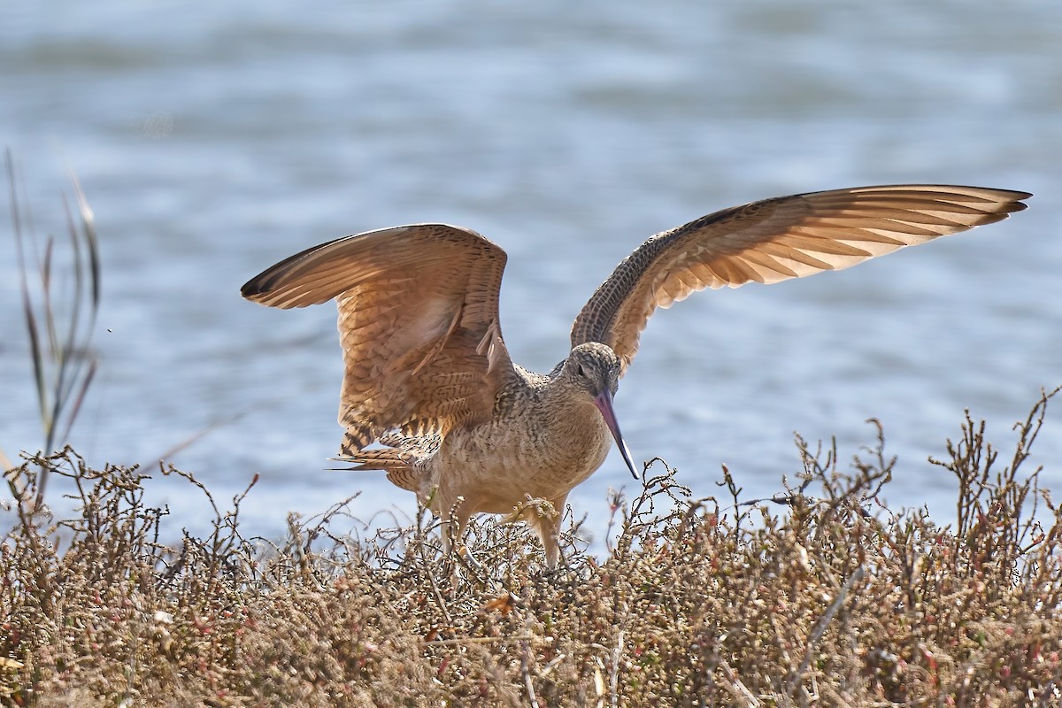 Marbled Godwit - Beata Milhano