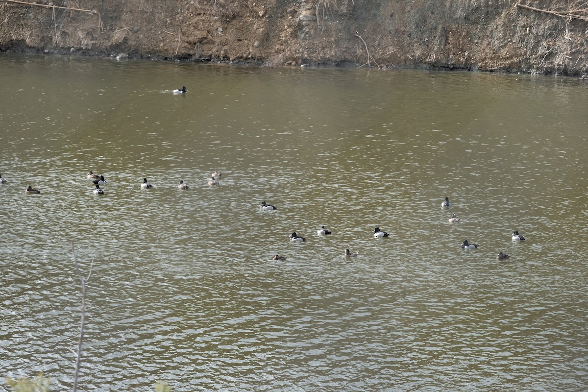 Ring-necked Duck - ML538800701