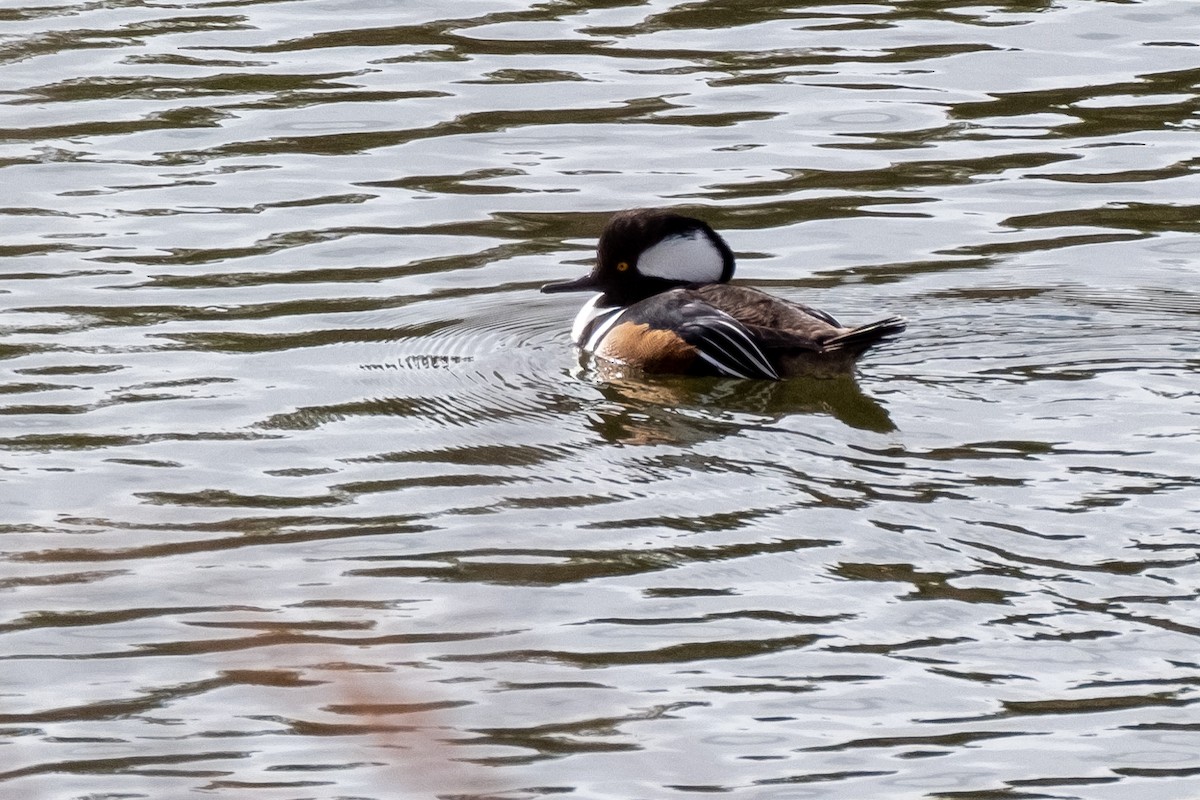 Hooded Merganser - Isabelle Reddy