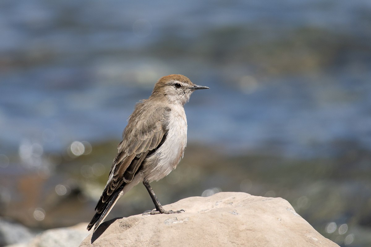 White-browed Ground-Tyrant - Pedro Burgos Villaseca