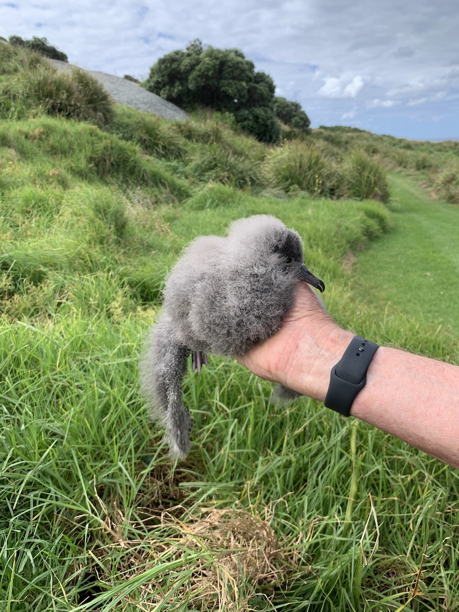 Wedge-tailed Shearwater - ML538801451