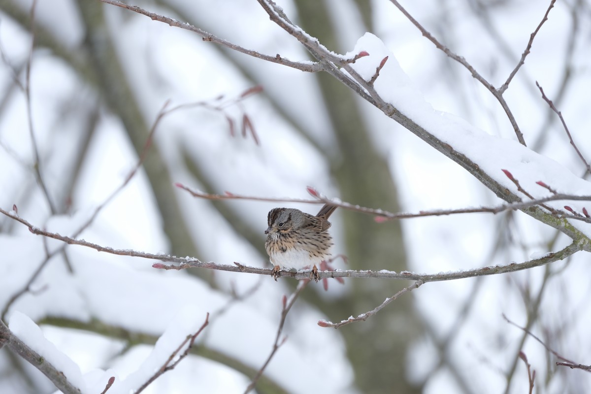 Lincoln's Sparrow - ML538802031