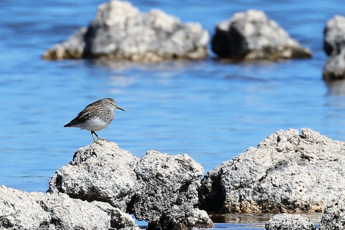 Pectoral Sandpiper - ML538803051