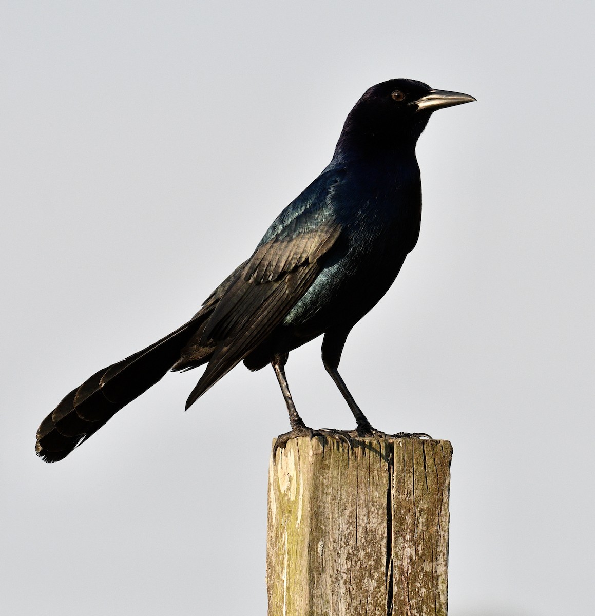 Boat-tailed Grackle - ML538803461