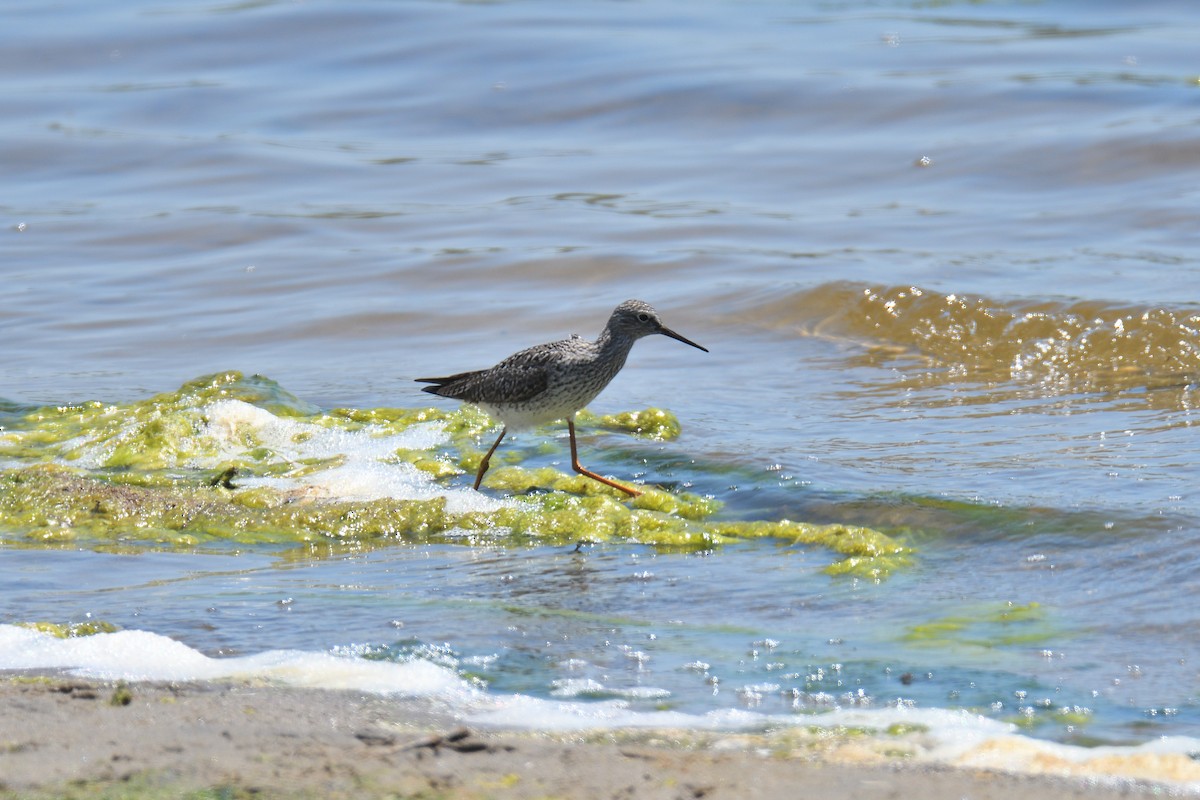 Greater Yellowlegs - ML538804711