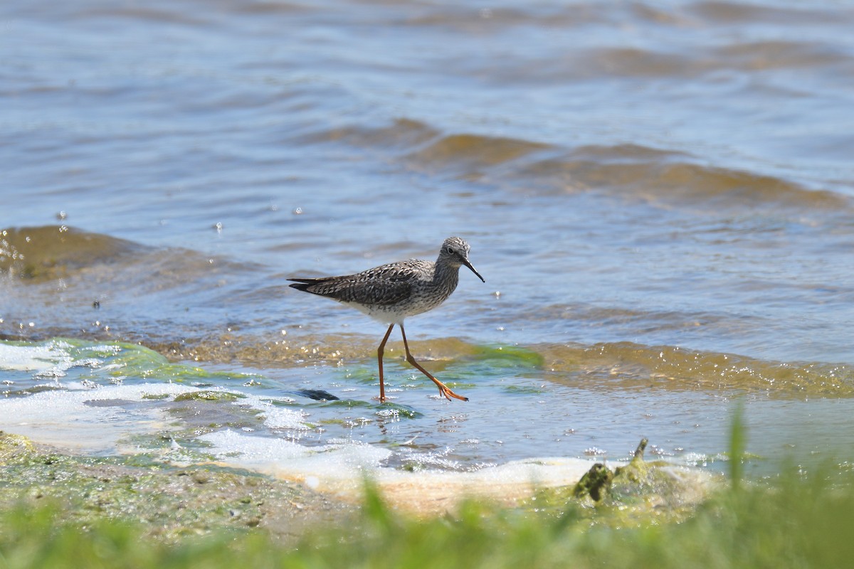 Greater Yellowlegs - ML538804721