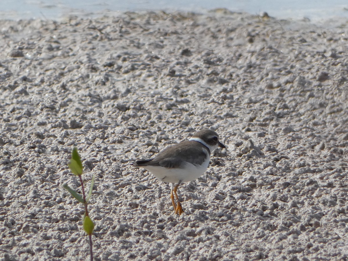 Semipalmated Plover - Marieta Manolova