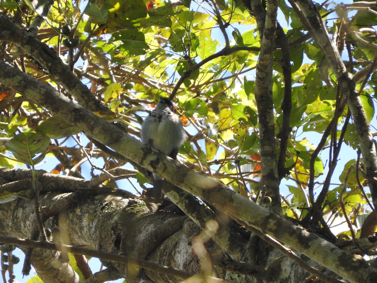 Azure-rumped Tanager - ML538805831