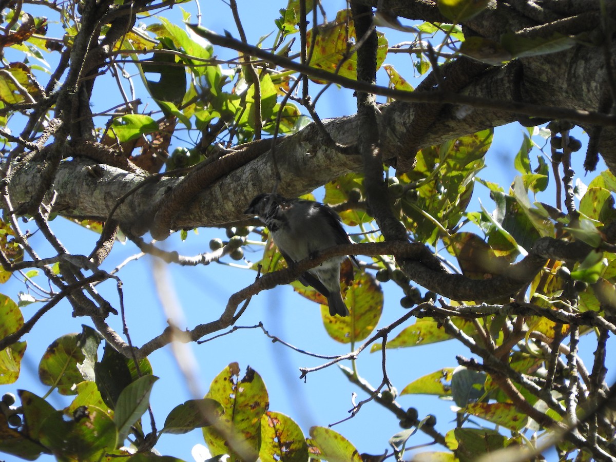 Azure-rumped Tanager - ML538805841