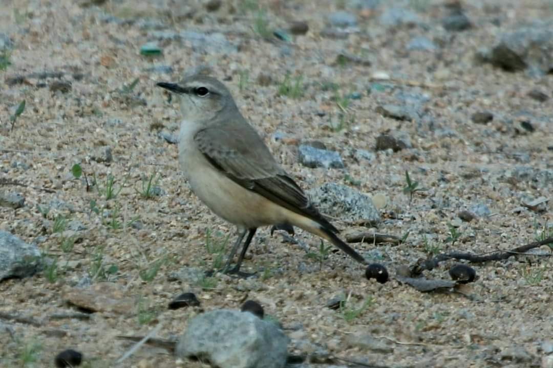 Persian Wheatear - ML538809471