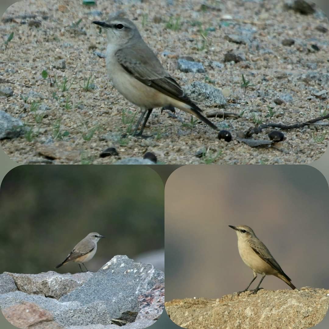 Persian Wheatear - ML538809481