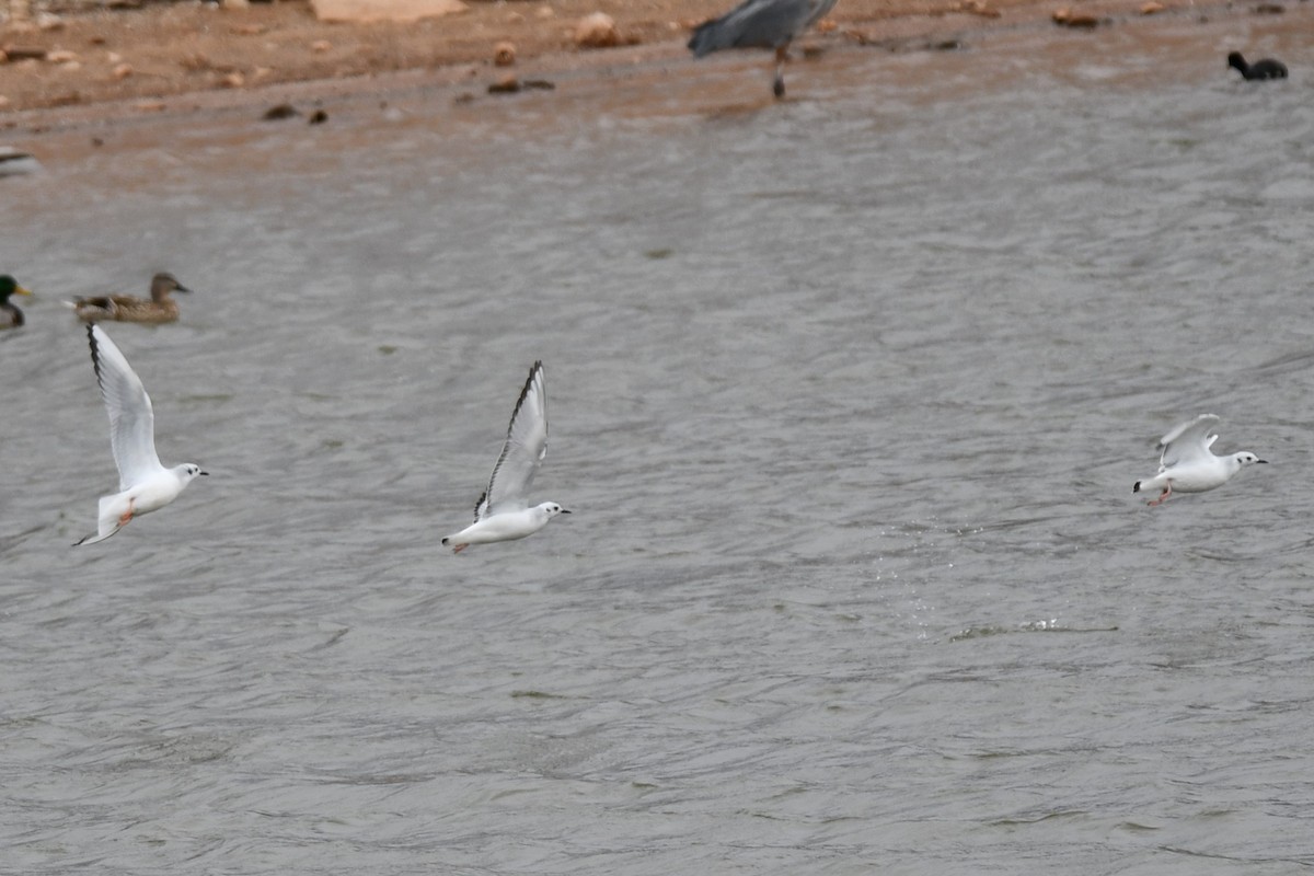 Bonaparte's Gull - Carmen Ricer