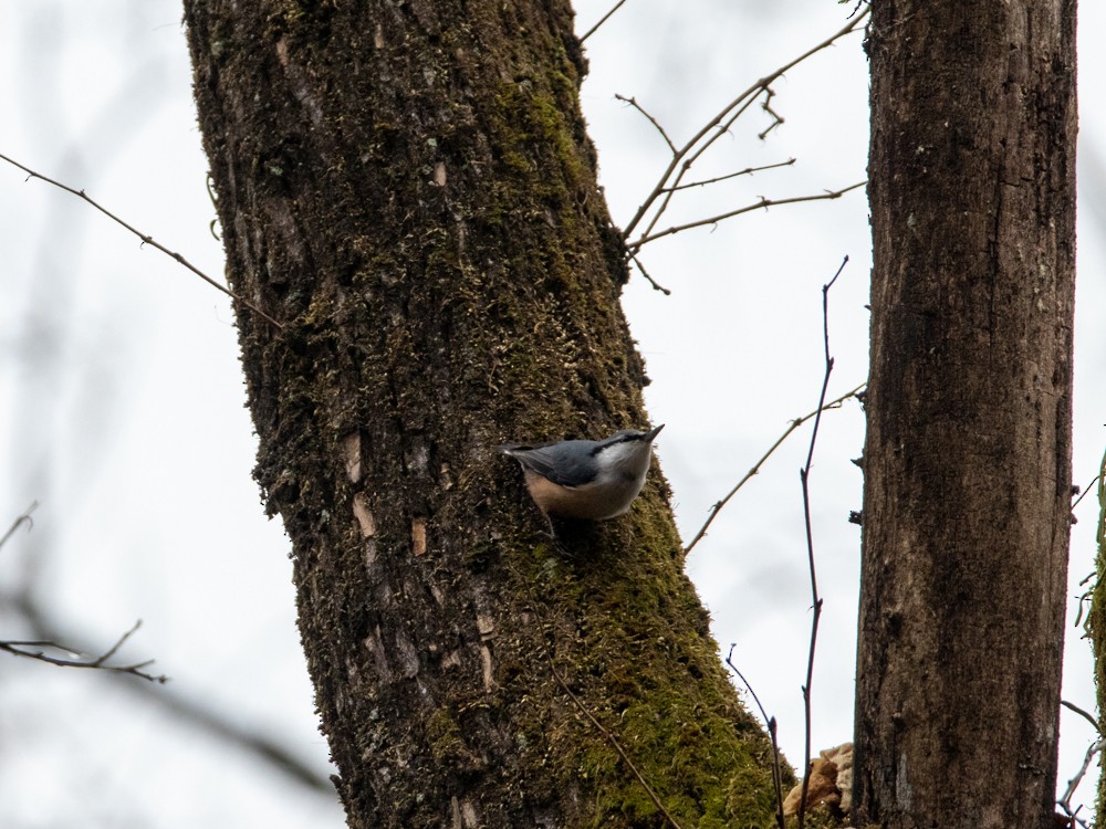 Eurasian Nuthatch - ML538809951