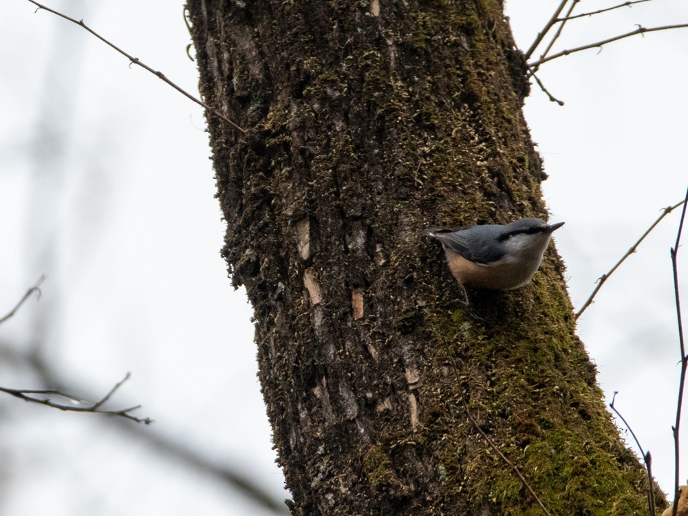 Eurasian Nuthatch - ML538809961