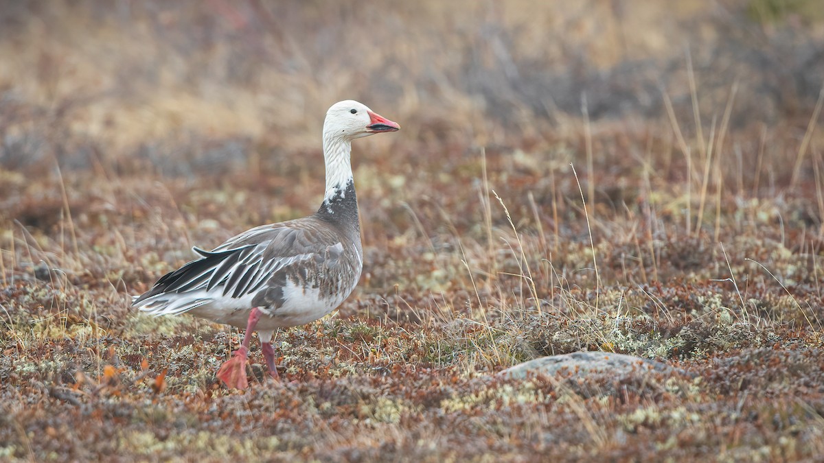 Snow Goose - ML538810651