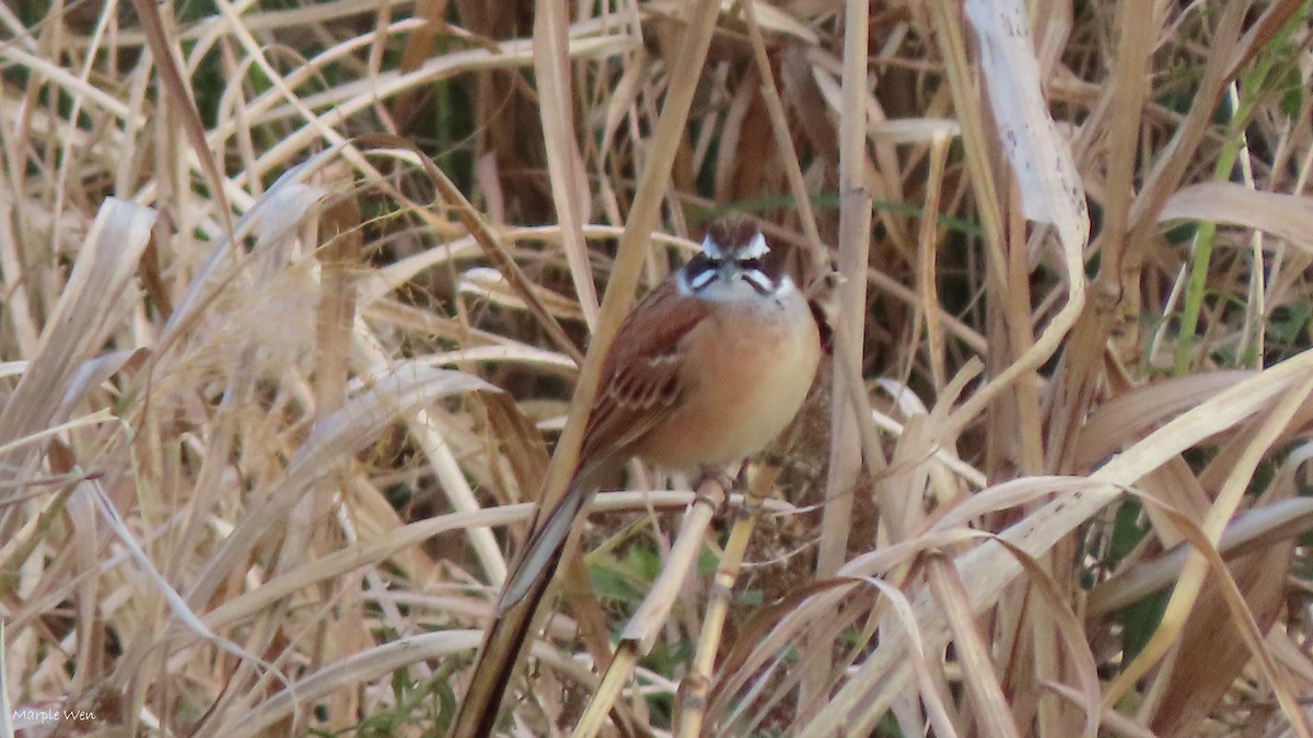 Meadow Bunting - ML538811611