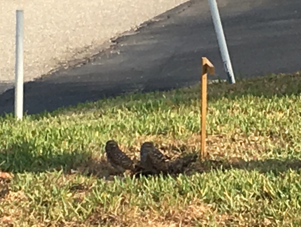 Burrowing Owl - ML53881201
