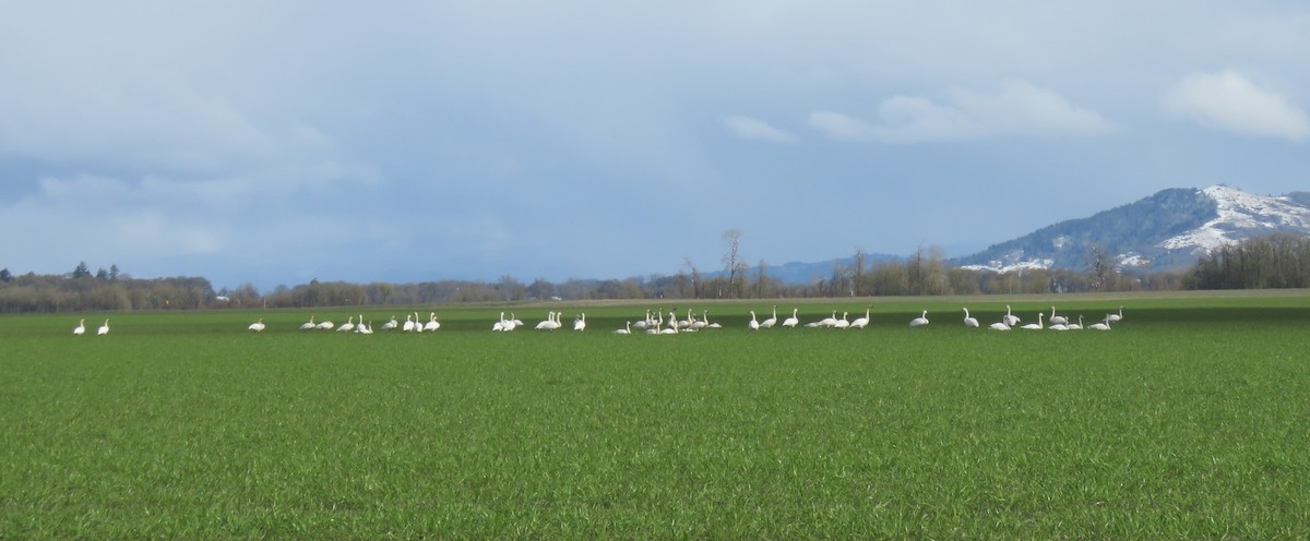 Tundra Swan - ML538812941