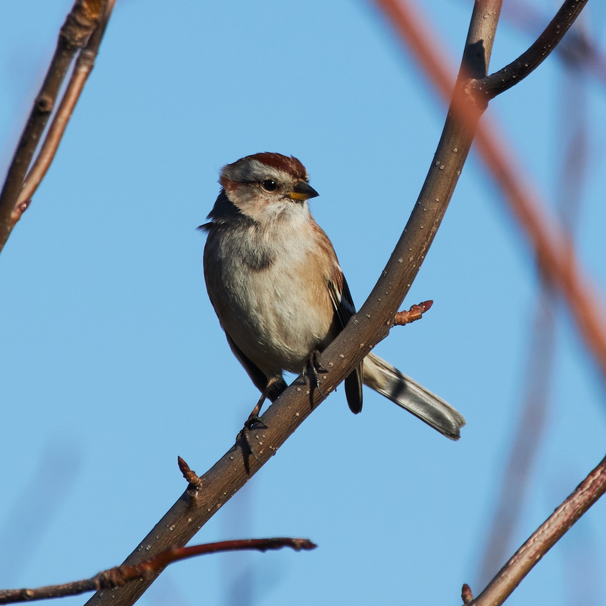 American Tree Sparrow - ML538813041