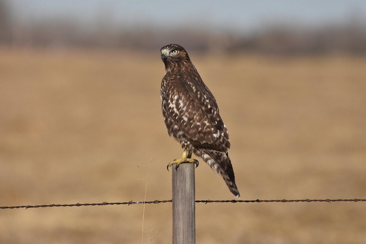 Red-tailed Hawk (Harlan's) - ML538814201