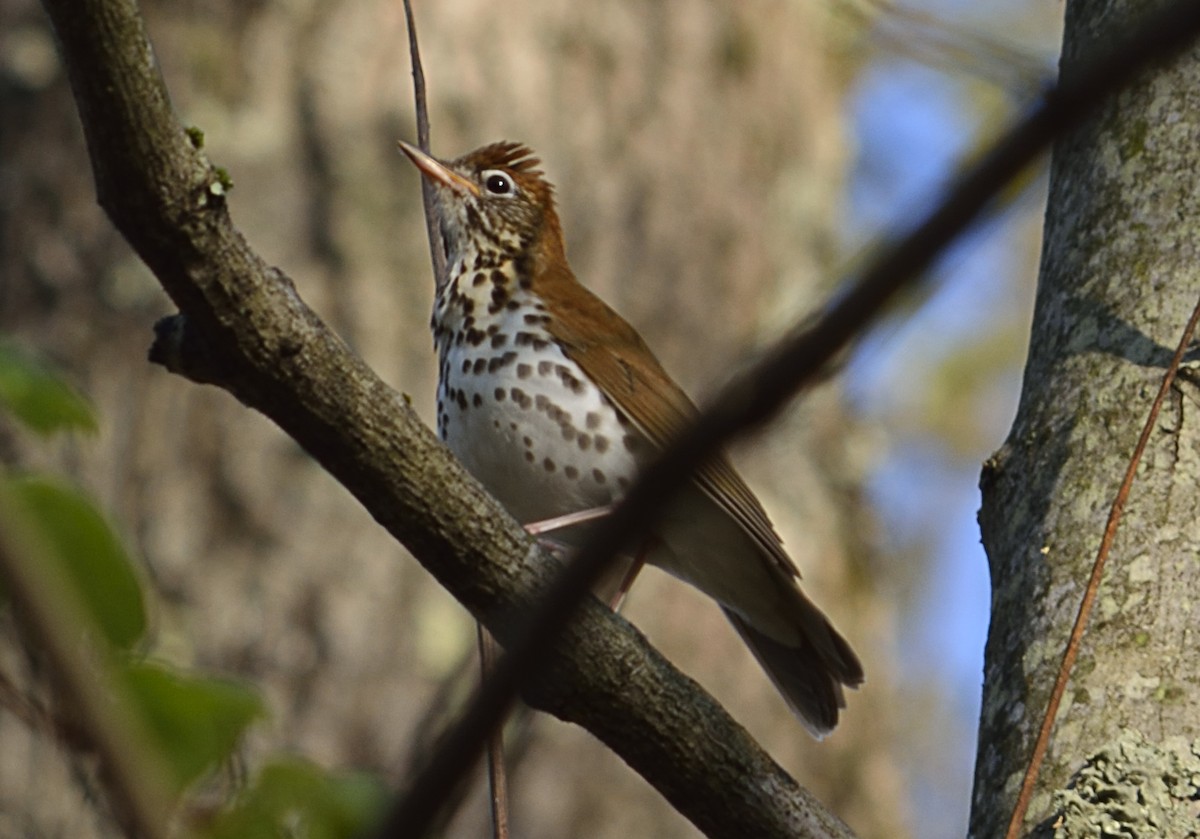 Wood Thrush - ML53881431