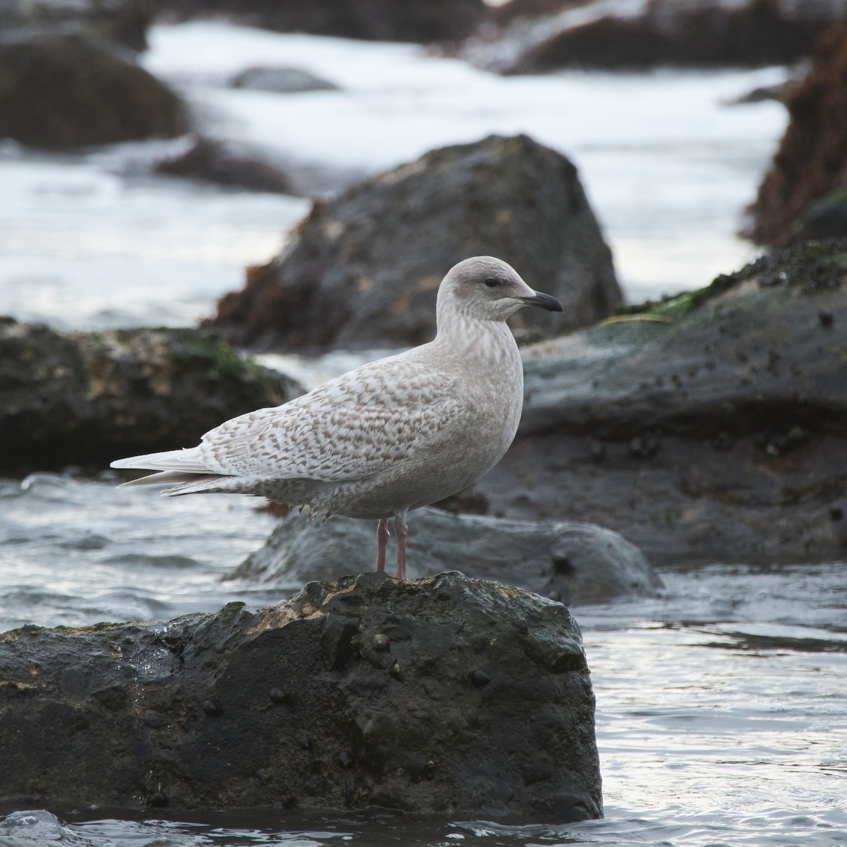 Gaviota Groenlandesa - ML538814681