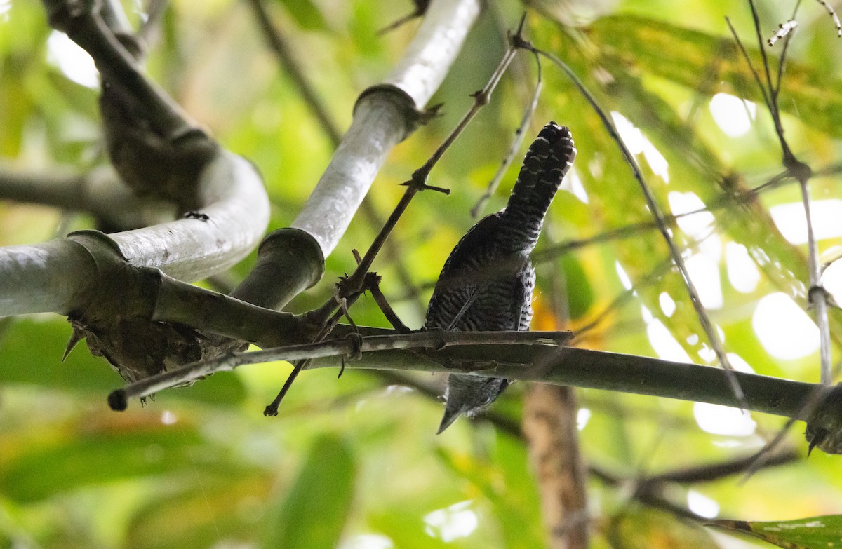 Bamboo Antshrike - ML538816571