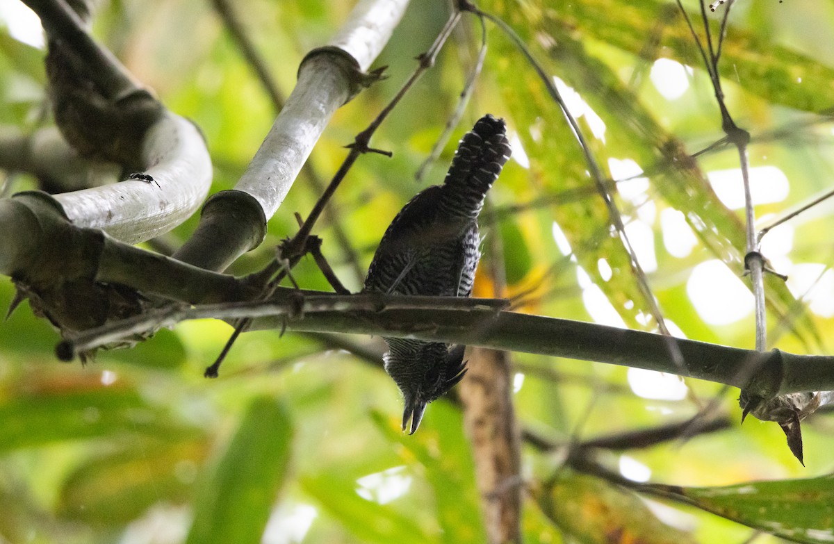 Bamboo Antshrike - ML538816581