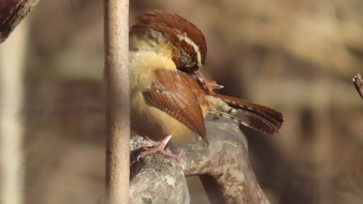 Carolina Wren - Gregory Allen