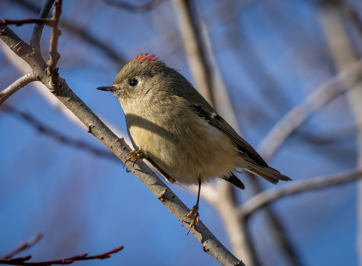 Ruby-crowned Kinglet - ML538816801