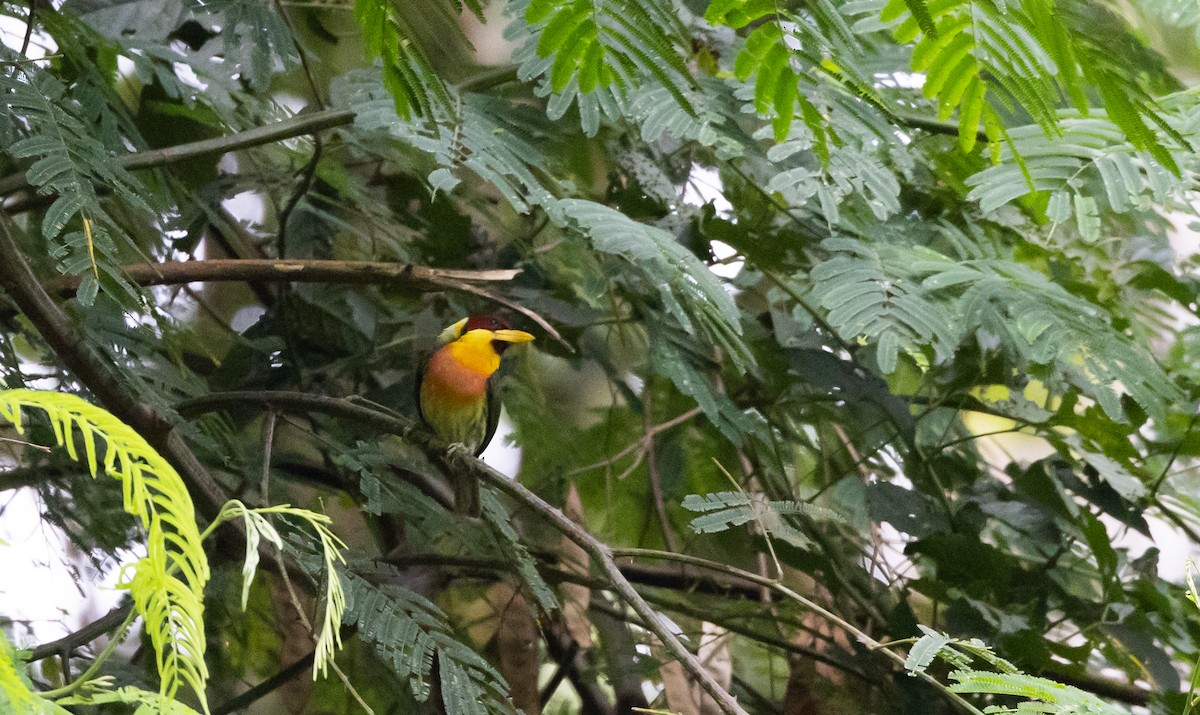 Goldbrust-Bartvogel (aurantiicollis/purusianus) - ML538816821