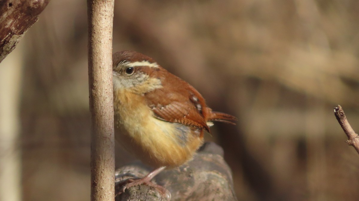 Carolina Wren - Gregory Allen