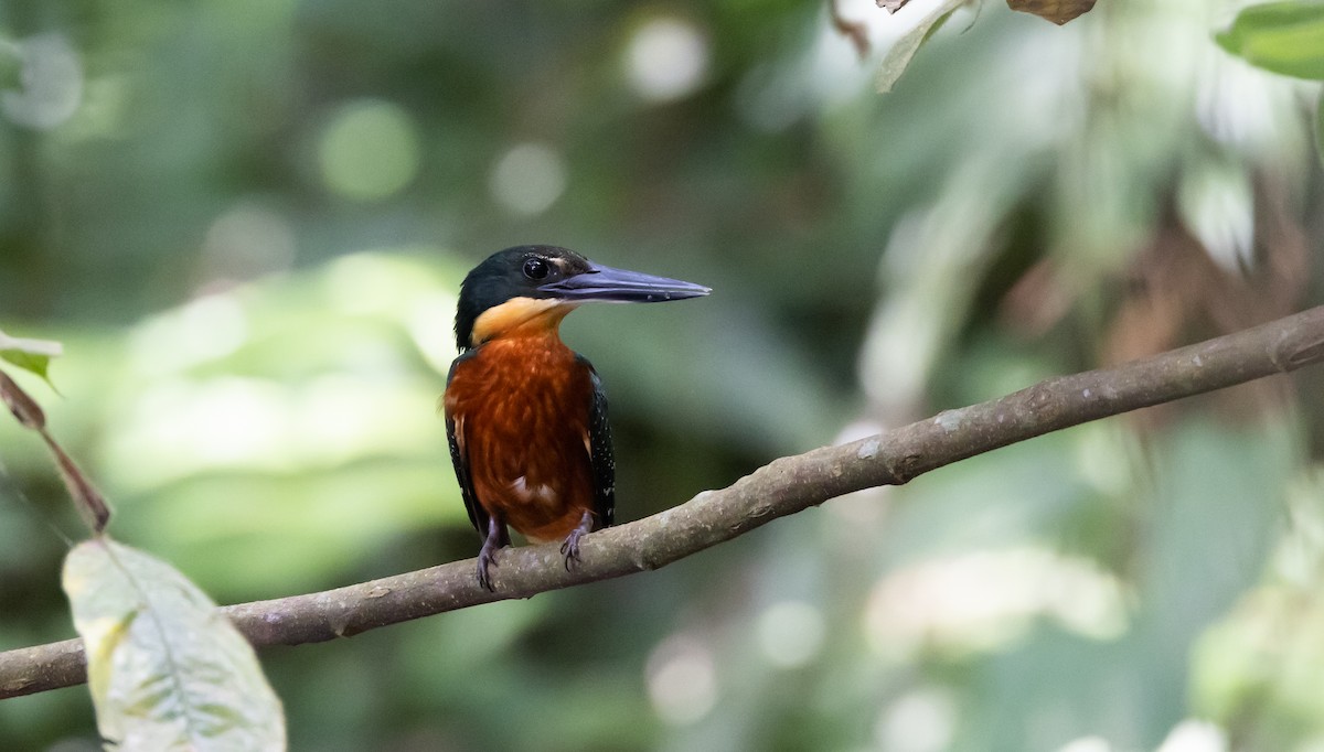 Green-and-rufous Kingfisher - Jay McGowan