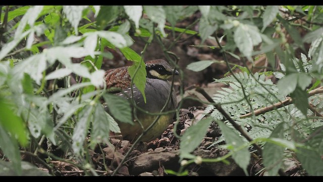 Тайваньская лесная куропатка - ML538817811