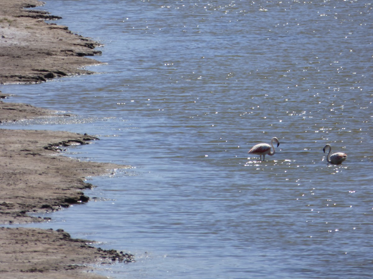 Chilean Flamingo - ML538819021