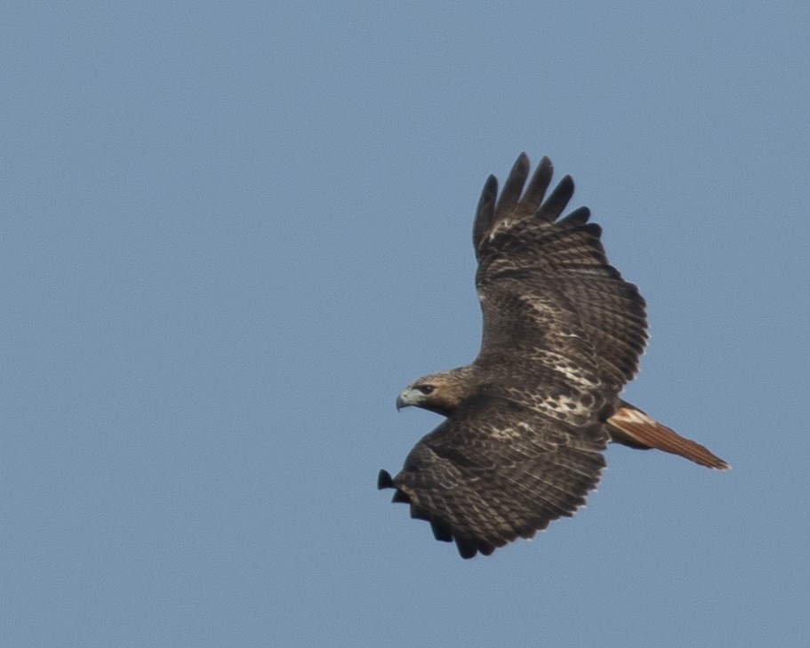 Red-tailed Hawk - ML538819331