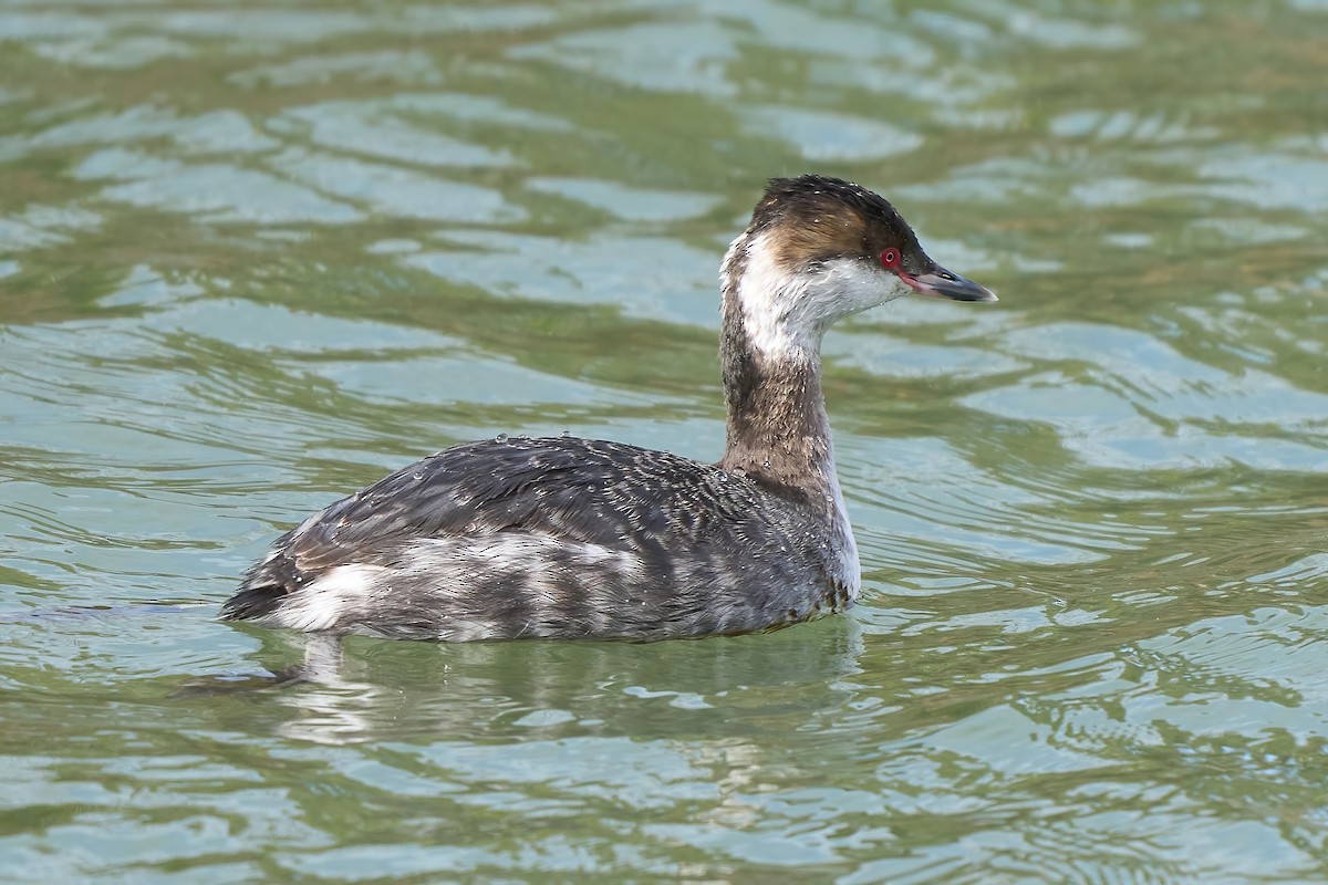 Horned Grebe - Beata Milhano