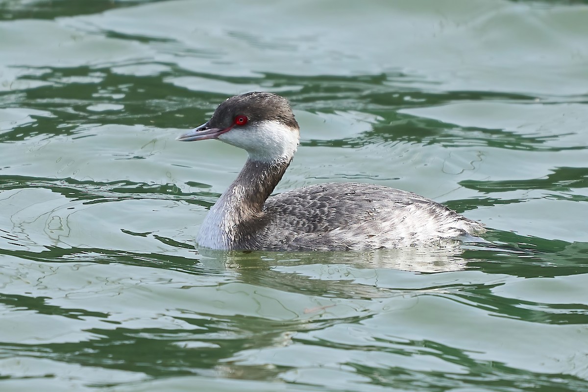 Horned Grebe - Beata Milhano