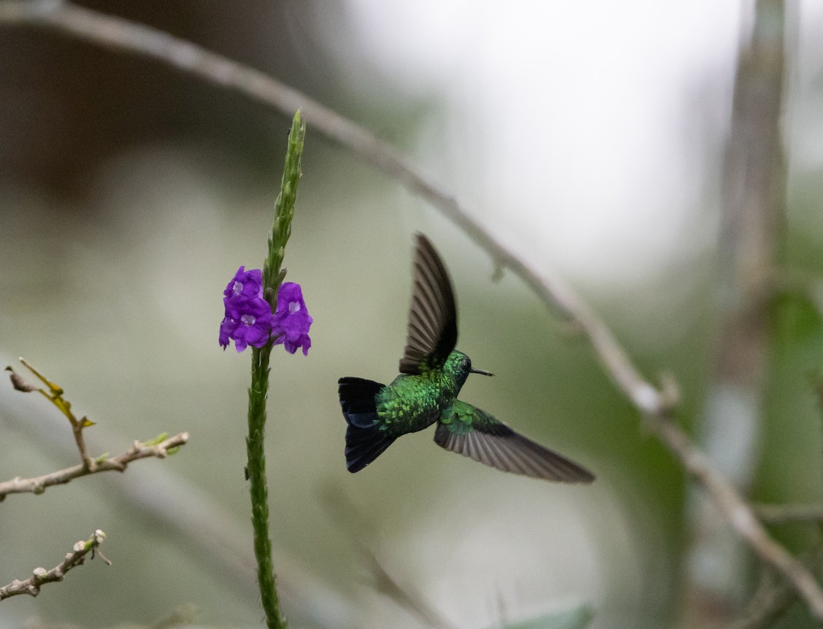kolibřík modroocasý - ML538819491