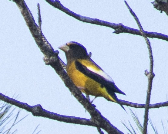 Evening Grosbeak - ML538819871