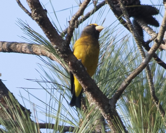 Evening Grosbeak - ML538819881