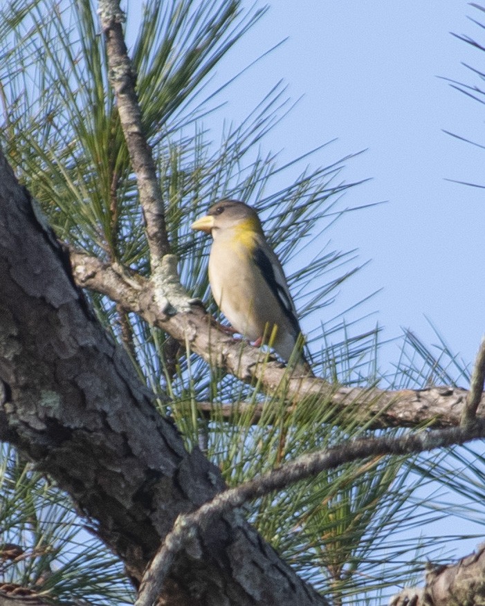 Evening Grosbeak - ML538820351