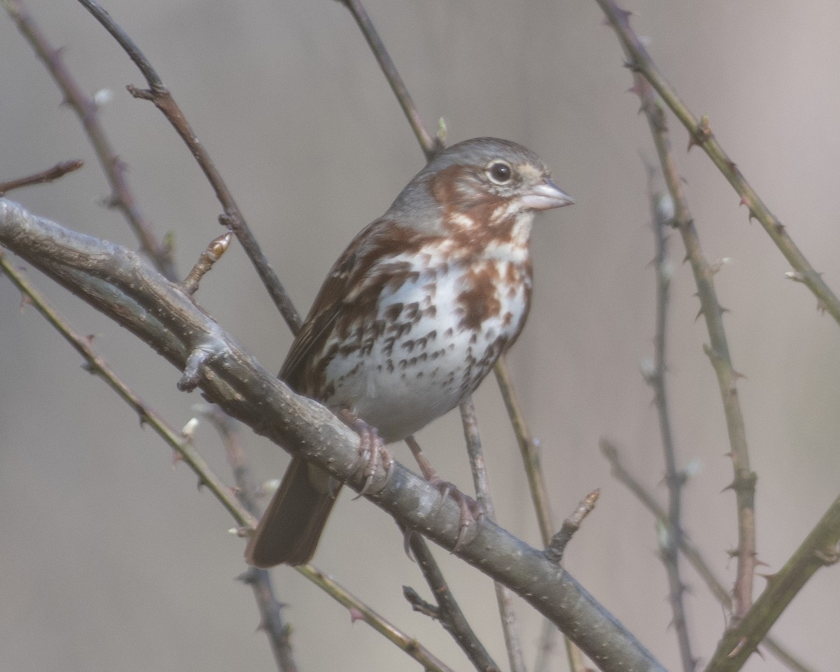 Fox Sparrow - ML538820491