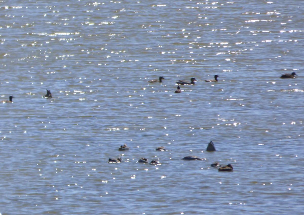 Black-headed Duck - ML538821131