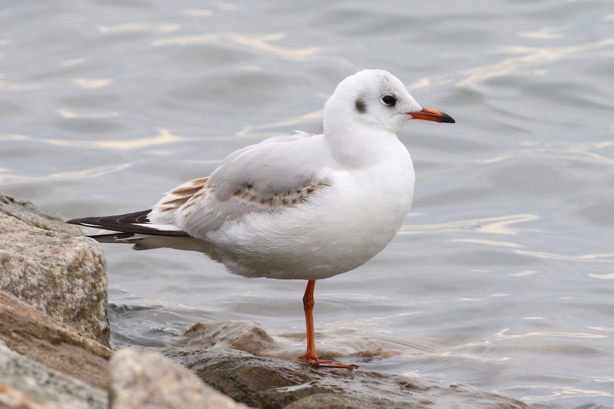 Mouette rieuse - ML538822341