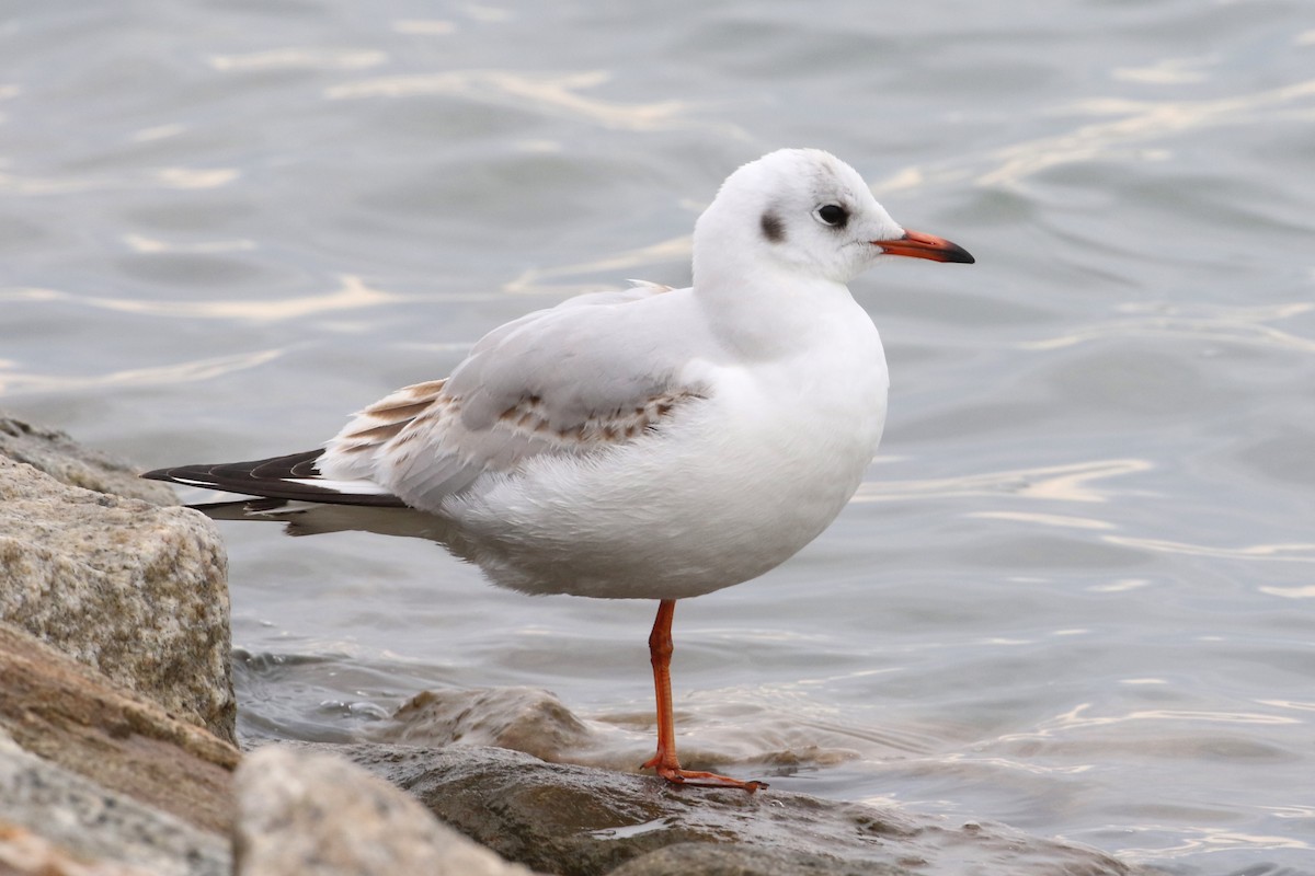 Black-headed Gull - ML538822341