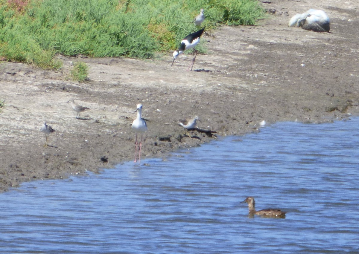 Stilt Sandpiper - Pablo Hernan Capovilla