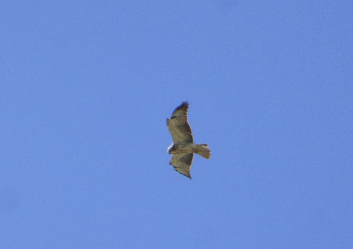 Swainson's Hawk - ML538822801